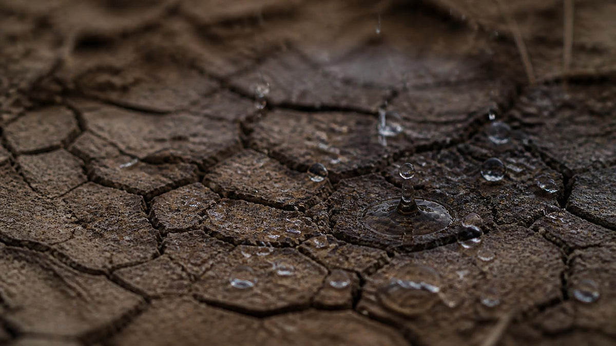 Petrichor: Why Rain Smells the Way It Does